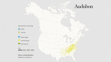 Worm-Eating Warbler GIF by audubon
