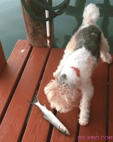 dog scared fish GIF