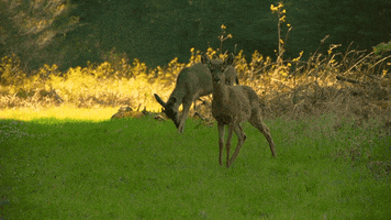 deer wildlife GIF by Jerology