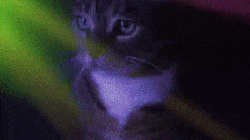 GIF by Meow Mix Demo