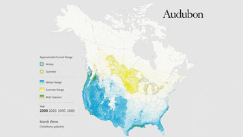 marsh wren GIF by audubon