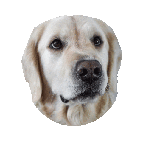 Look Wtf Sticker