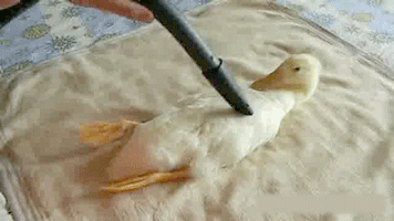 duck vacuuming GIF
