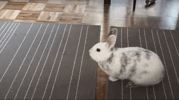 Bunny Stomp GIF