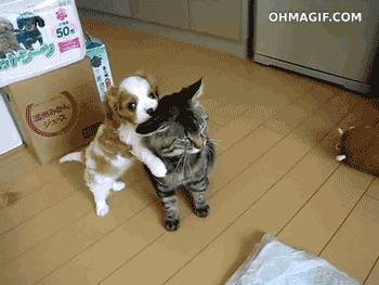 Cat Dog GIF - Find & Share on GIPHY