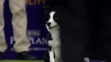 border collie agility GIF by Westminster Kennel Club
