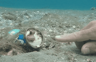 Reaching Out Baby Octopus GIF