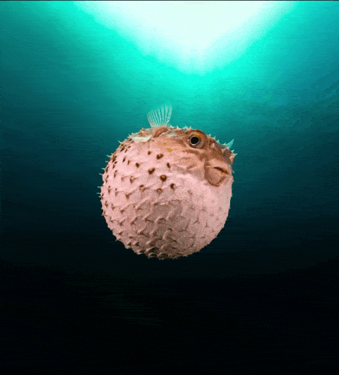 Pezglobo GIF