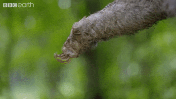 This Way Hello GIF by BBC Earth