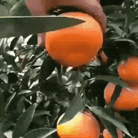 juicy orange juice GIF