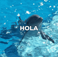 TheDolphinCompany GIF