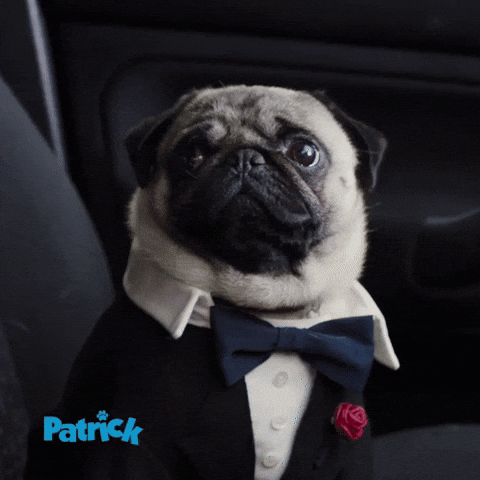 giphy.gif