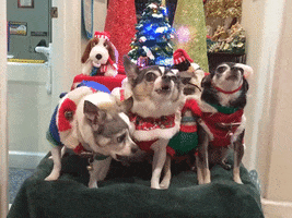 Merry Christmas Dog GIF by Storyful