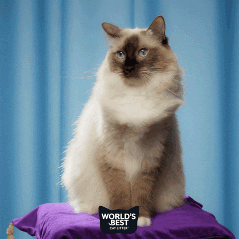 Cats What GIF by Worlds Best Cat Litter