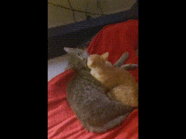 Cat GIF