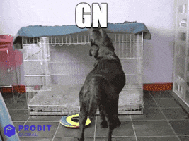 Dog Meme GIF by ProBit Global