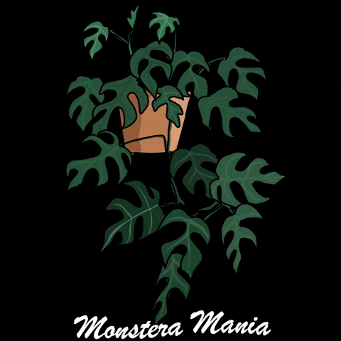 Happy Monstera Monday GIF by Monstera Mania