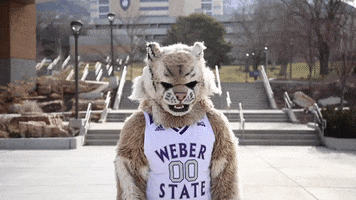 Weber State Joy GIF by Weber State University