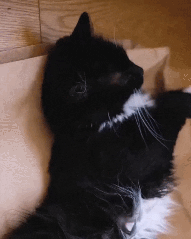 Tuxedo Cat GIF by Chris