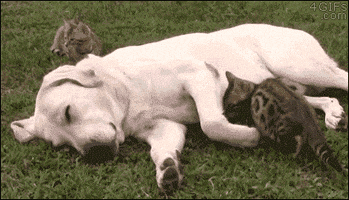 gifofdogs cat cuddles GIF by Rover.com