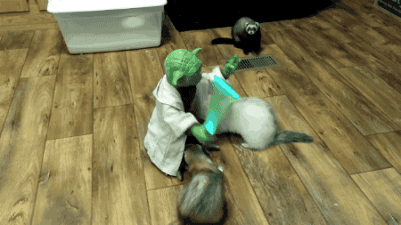 Jedi Kittens GIFs - Find & Share on GIPHY