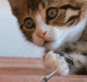 giphy.gif