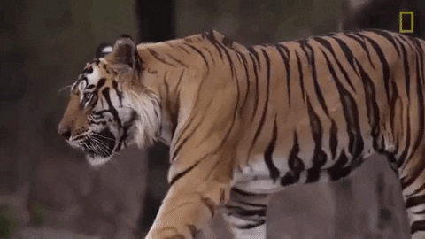 Walking Tiger GIF by Nat Geo Wild - Find & Share on GIPHY
