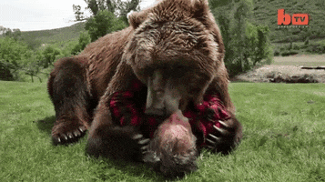 Bear Hugs GIF