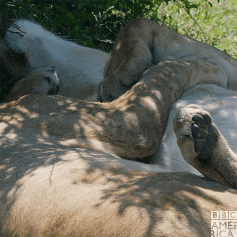 sir david attenborough sleeping GIF by BBC America