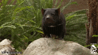 los angeles zoo australia GIF by Los Angeles Zoo and Botanical Gardens