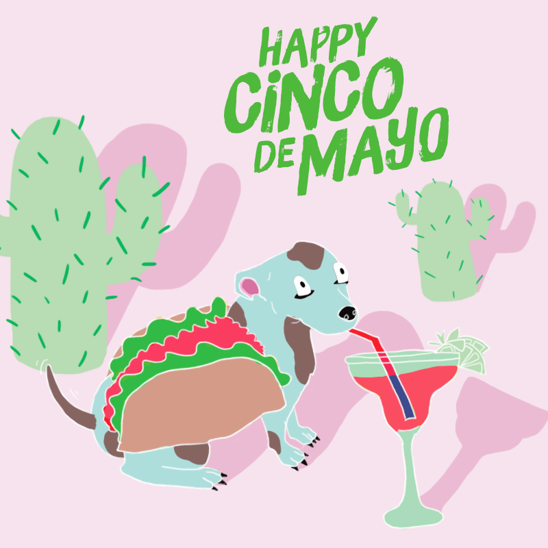 Cinco De Mayo By Mtv Find And Share On Giphy
