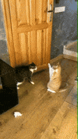 cat fight powerful touch GIF