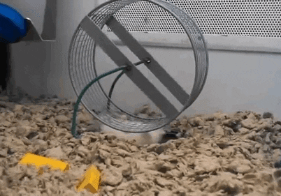 hamster using GIF