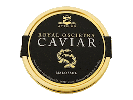 Attilus Caviar Sticker