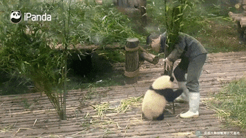 panda naissance GIF by BFMTV