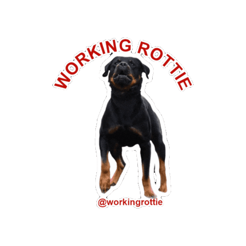 Protection Rottweiler Sticker by Maximum K9