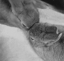 Bunny Reunion GIF