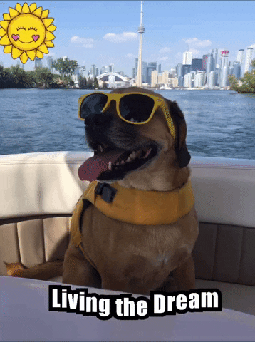 Dog GIF