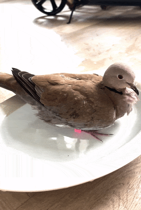 Pet GIF