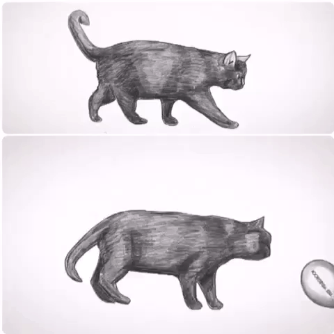 cat drawing GIF by The Videobook