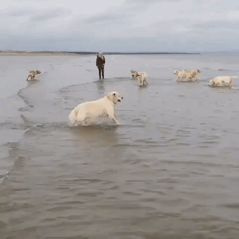 aagif beach happy dog GIF
