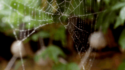 drops