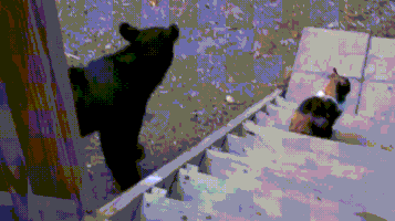 Opponent Feral Cat GIF