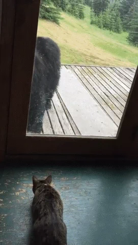 cat guard GIF