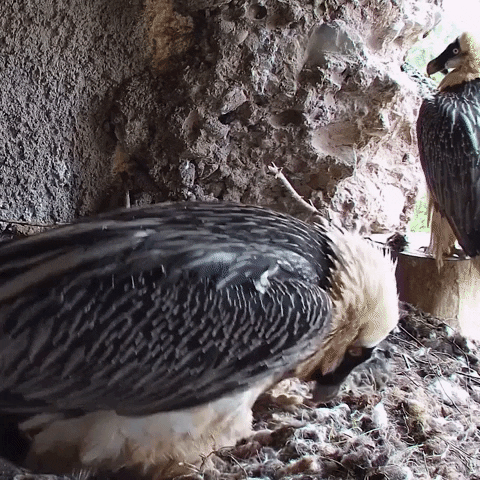 Natur- und Tierpark Goldau GIF