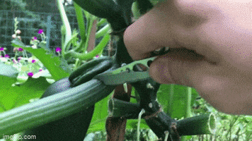 Organic Backyard Gardening Channel Via Youtube GIF