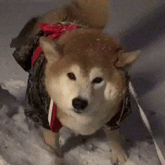 Shiba 柴犬 GIF