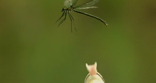 Dragonfly Aint GIF - Find & Share on GIPHY