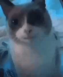 Cat Gulp GIF