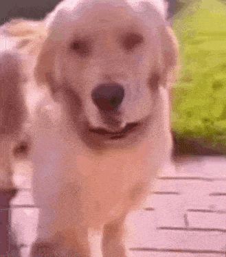 Dog Hand GIF